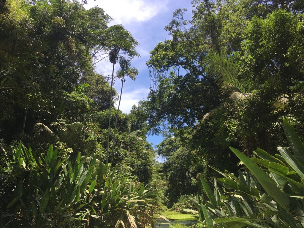 IMG-20171114-WA0205 Rurrenabaque jungle in Bolivia