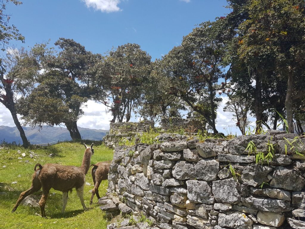 Llamas grazing next to the ancient stone walls of Kuelap Peru