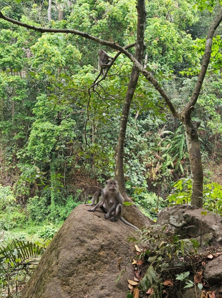 Long-tailed macaques sitting on a rock and climbing a tree in the jungle near Tiu Kelep waterfall, Lombok