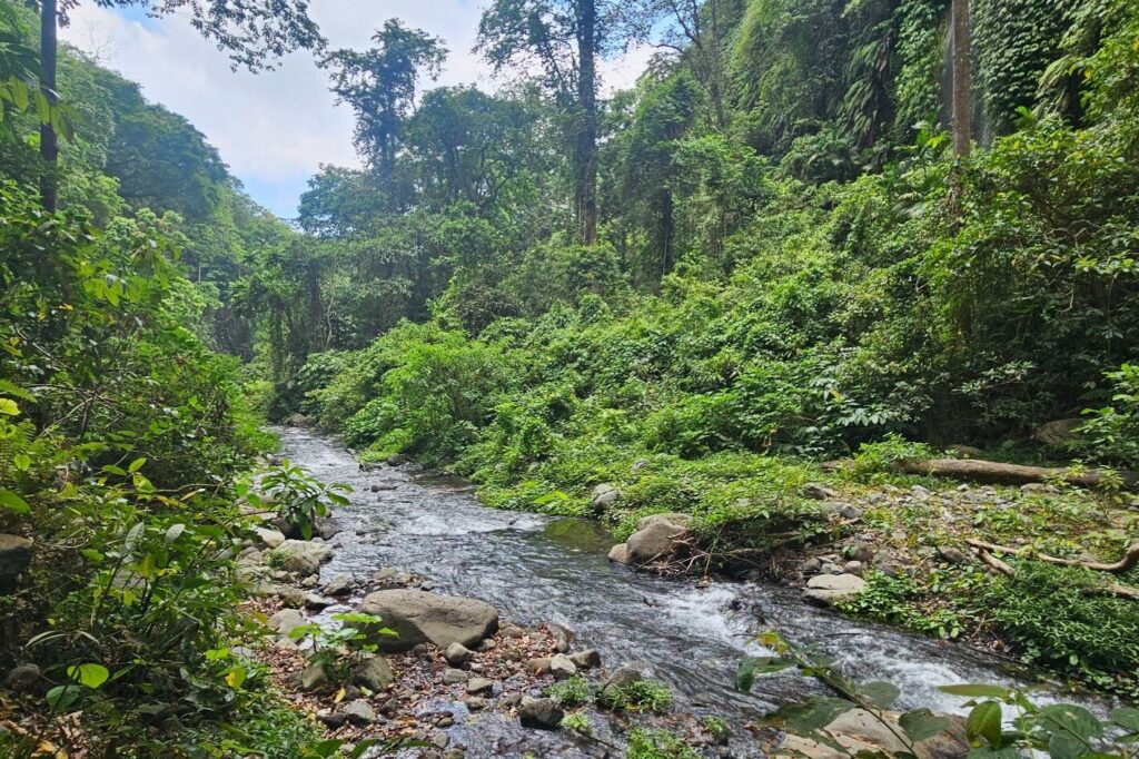Shallow stream winding through lush green jungle near Sendang Gile waterfall, Lombok